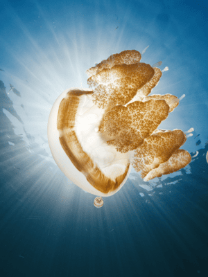 image n.2 of Snorkeling with Stingless Jelly Fish, Indonesia Banggai activity in Central Sulawesi, uploaded by supplier