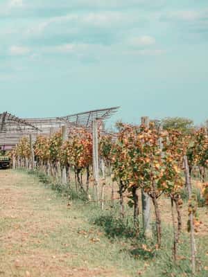 image n.2 of Buenos Aires: Wine Pairing and Lunch at Gamboa Vineyard activity in Campana, uploaded by supplier