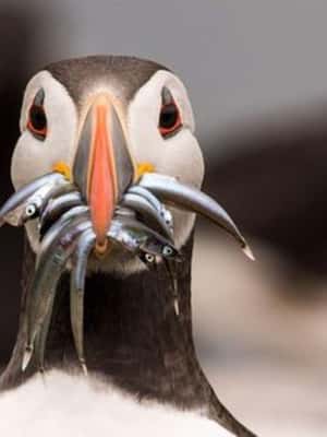 image n.2 of Seahouses: Inner Farne National Trust Bird Sanctuary Tour activity in Northumberland, uploaded by supplier