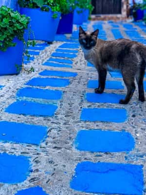 Εικόνα 2 από Μαγεία της Γαλάζιας Πόλης: Οικονομική ημερήσια εκδρομή από τη Φεζ στο Chefchaouen δραστηριότητα σε Φεζ-Μεκνές, ανέβηκε από πάροχο