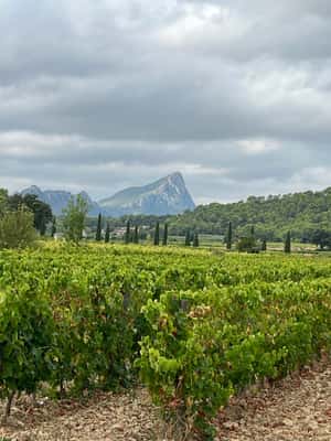 imagem n.2 de Montpellier: Excursão vinícola Pic Saint-Loup atividade em Sul da França, carregada pelo fornecedor