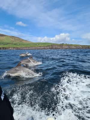 imagen n.º 2 de Dingle: Excursión ecológica por la Isla Blasket con observación de la fauna salvaje actividad en Munster, Irlanda, subida por el proveedor