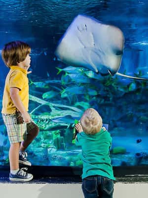 bild nr.2 av Orlando: Kombibiljett till Madame Tussauds och SEA LIFE Aquarium aktivitet i Orlando, uppladdad av arrangören