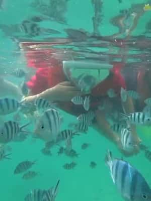 image n.2 of Bintan Snorkeling activity in Riau Islands, uploaded by supplier