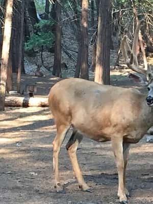 2. attēls no Josemita: visas dienas ekskursija ar pusdienām un sagaidīšanu viesnīcā aktivitātes Kalifornija, augšupielādējis partneris