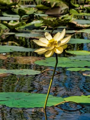 image n.2 of Sawgrass Park: Private 1-Hour Airboat Adventure Tour activity in Fort Lauderdale, uploaded by supplier