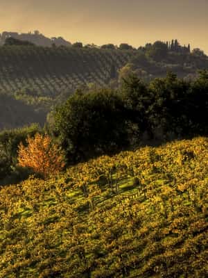 bilde nr.2 av Fra Siena: Chianti og San Gimignano Sunset Tour aktivitet i Siena, lastet opp av leverandør