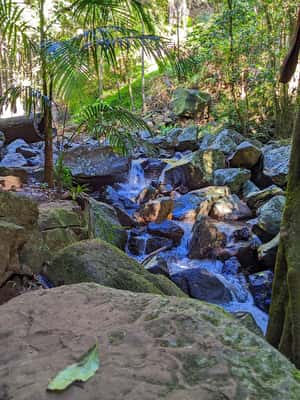 Bild Nr. 2 von Von Brisbane aus: Tamborine Mountain und Paradise Point Tour Aktivität in Tamborine Mountain, hochgeladen vom Anbieter