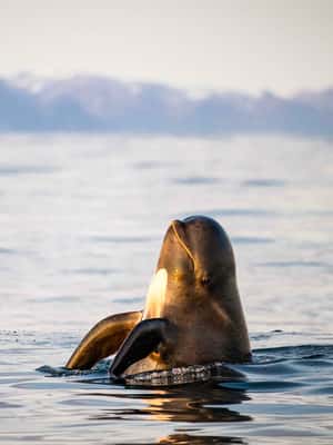image n.2 of Bleik: Whale Watching by Speedboat with Puffins and Muffins activity in Nordland County, uploaded by supplier