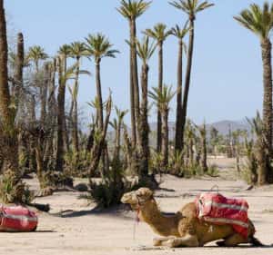 imagen n.º 2 de Marrakech: Medio día de paseo en camello por el Palmeral actividad en Marrakech, subida por el proveedor