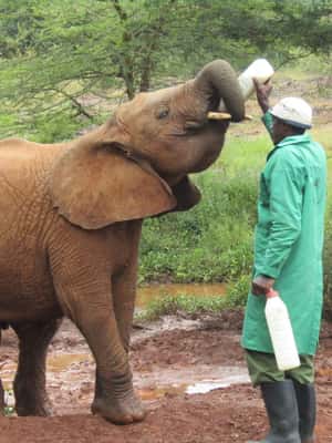 image n.2 of Nairobi: National Park & Optional Elephants & Giraffe Center activity in Nairobi, uploaded by supplier
