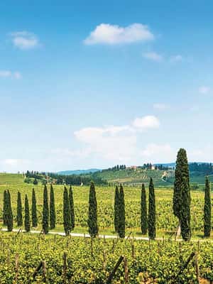 Immagine nº 2 di Da Siena: tour in bici elettrica nel Chianti attività a Siena, caricata dal fornitore
