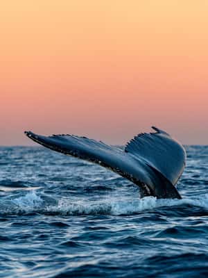 image n.2 of From Tromsø: Whale Watching Safari on High-Speed Catamaran activity in Barents Sea, uploaded by supplier