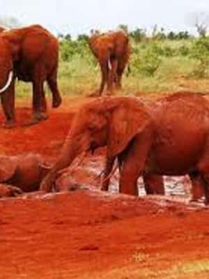 image n.2 of 5 Days Amboseli / Tsavo West & Tsavo East Safari activity in Coast Province, uploaded by supplier
