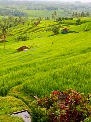 image n.2 of Bali: Jatiluwih Rice Terraces 1 Hour Electric Bike Tour activity in Ubud, uploaded by supplier