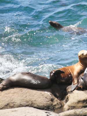 image n.2 of The San Diego Highlights Tour activity in Coronado, uploaded by supplier