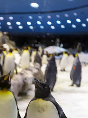 image n.2 of From Gran Canaria: Day Trip to Loro Parque Tenerife activity in Puerto de la Cruz, uploaded by supplier