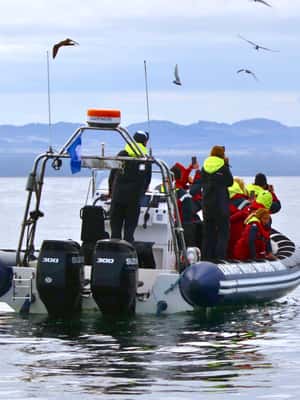 bild nr.2 av Reykjavik: RIB-båttur för val- och lunnefågelskådning aktivitet i Reykjavik, uppladdad av arrangören