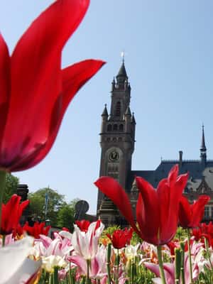 imatge núm.2 de l'activitat de Visita a peu a l'Haia a La Haia, penjada pel proveïdor