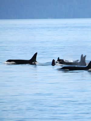 image n.2 of Vancouver: Covered Whale Watching Adventure with Free Photos activity in Vancouver, uploaded by supplier