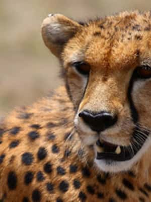 imagen n.º 2 de Amboseli: Safari de tres días actividad en Provincial Central de Kenia, subida por el proveedor