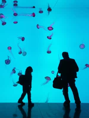 imagem n.2 de Ripley's Aquarium: Entrada no Sharks After Dark (depois das 17h) atividade em Toronto, carregada pelo fornecedor