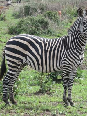 slika br. 2 iz kolekcije iz Zanzinbara: 3-dnevni safari s divljim životinjama u Nyerereu avionom aktivnosti u mjestu Regija Kigoma, prenio opskrbni partner