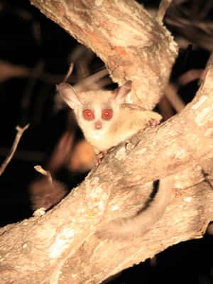 image n.2 of Victoria Falls: Night Game Drive and 3-Course Bush Dinner activity in Victoria Falls Town, uploaded by supplier
