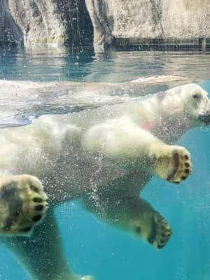 billede nr.2 af aktiviteten Rotterdam: Rotterdam Zoo Blijdorp entrébillet i Rotterdam, uploadet af udbyder