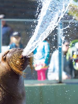 תמונה מס' ⁦2⁩ מתוך ⁦קוויבק: כרטיס כניסה לאקווריום דו קוויבק⁩, פעילות ב⁦קוויבק סיטי⁩, הועלתה על-ידי הספק