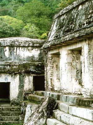 imagem n.2 de De Tuxtla Gutierrez: Palenque e Chiapas - Excursão de 4 dias atividade em Palenque, Chiapas, carregada pelo fornecedor