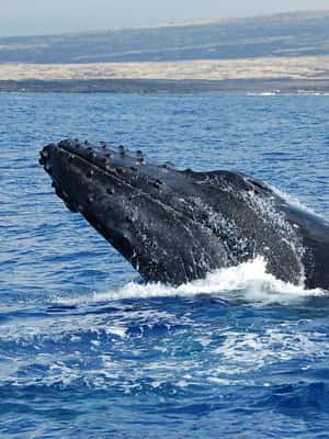 image n.2 of Kailua-Kona: Whale Watching Cruise on the Big Island activity in Kailua-Kona, uploaded by supplier