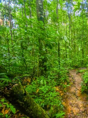 image n.2 of Manaus: Amazonas Jungle and Anavilhanas Archipelago Trek activity in North Region, Brazil, uploaded by supplier