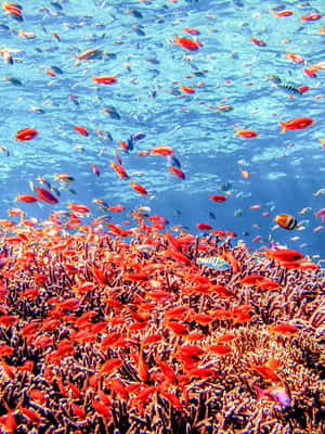 bilde nr.2 av Bali: Tulamben Bay og USAT Liberty Wreck Dive aktivitet i Karangasem Regency, lastet opp av leverandør