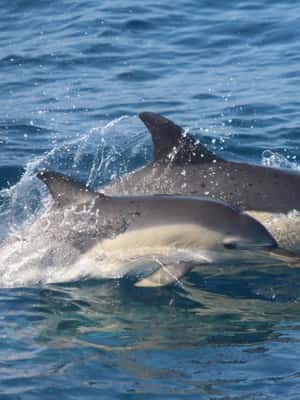 imaginea n.2 a activității Huatulco: Trezirea cu stele Croazieră cu delfinii în Huatulco, încărcată de organizator