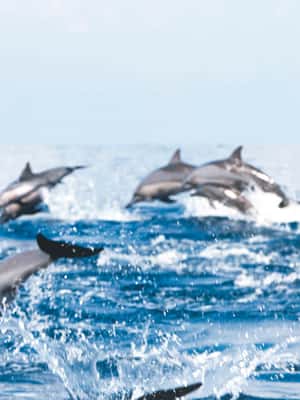 Immagine nº 2 di Muscat: Tour di osservazione dei delfini e snorkeling attività a Mascate, caricata dal fornitore