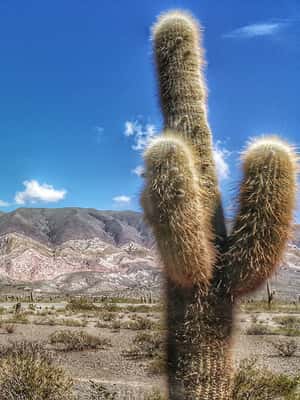 imagem n.2 de De Salta: Viagem de 1 dia a Cachi e aos Vales Calchaquíes atividade em Província de Salta, carregada pelo fornecedor