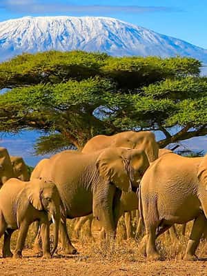 image n.2 of From Nairobi: 2-Day Amboseli National Park Safari activity in Central Kenya, uploaded by supplier