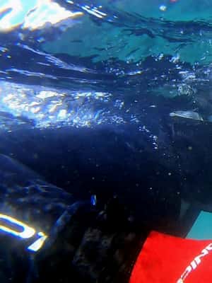 Bild Nr. 2 von Puerto Madryn: Schnorchelausflug mit Seelöwen Aktivität in Puerto Madryn, hochgeladen vom Anbieter