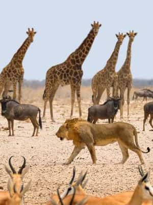 image n.2 of Etosha National Park: Full or Half-Day Game Drive activity in Oshikoto Region, uploaded by supplier