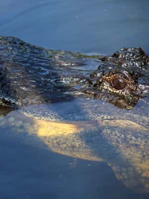 Immagine nº 2 di Da Lafitte: tour della palude a sud di New Orleans in motoscafo attività a New Orleans, caricata dal fornitore