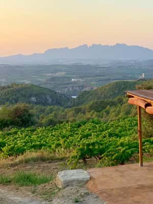 billede nr.2 af aktiviteten Fra Barcelona: Montserrat-frokost og vinsmagning i vingård i Catalonien, uploadet af udbyder
