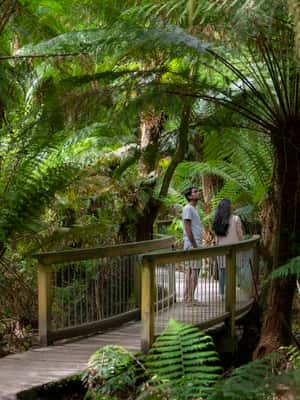 imagem n.2 de Melbourne: Great Ocean Road, 12 Apóstolos e excursão à floresta tropical atividade em Melbourne, carregada pelo fornecedor
