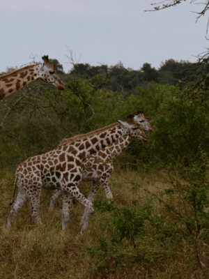 obrázok č. 2 aktivity Národný park Lake Mburo s rovníkom, jazdou na koni a plavbou v destinácii Kamwenge, obrázok nahral dodávateľ