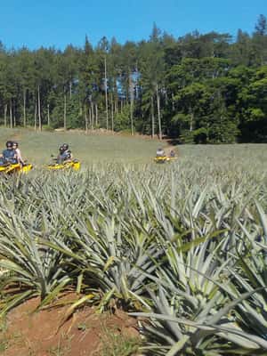 image n.2 of Mo'orea: Guided ATV Nature Tour activity in Leeward Islands, uploaded by supplier