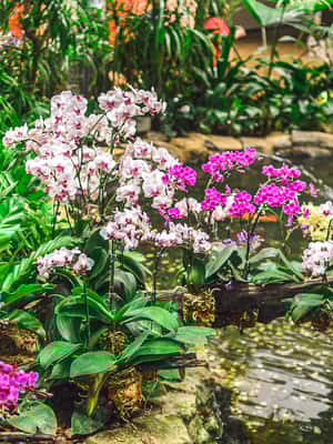 Immagine nº 2 di Singapore: biglietti d'ingresso al giardino nazionale delle orchidee attività a Singapore, caricata dal fornitore