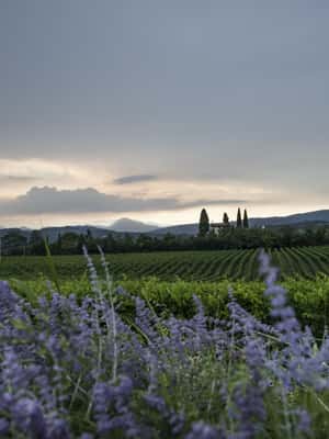 image n.2 of Lake Garda: Wine Tour and Tasting Experience in Bardolino activity in Lombardy, uploaded by supplier