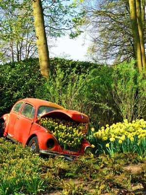 image n.2 of Amsterdam: Keukenhof Gardens Private Sightseeing Tour activity in Lisse, uploaded by supplier
