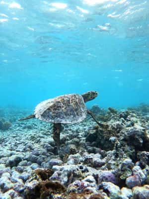 image n.2 of Praslin: Coco Felicite & La Digue Island Full-Day Boat Trip activity in Mahé, uploaded by supplier