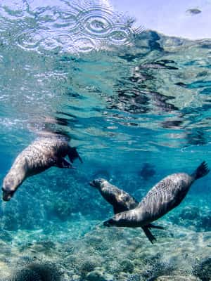 image n.2 of Cabo Pulmo Marine Park: Scuba Diving Excursion activity in Baja California Sur, uploaded by supplier